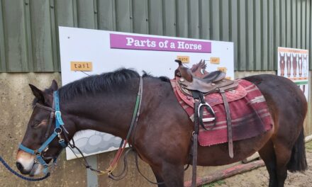 Equine Therapy at Liskennett